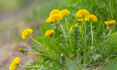 Taraxacum officinale