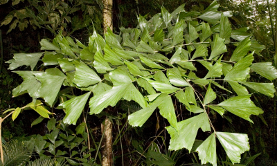 Caryota mitis