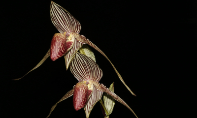 Paphiopedilum rotschildianum
Legendární a přitom kriticky ohrožený druh patří k největším i nejkrásnějším druhům střevíčníků. Roste na skalách v deštných pralesích na úpatí hory Mount Kinabalu na severu Bornea. Červené tečky v květu napodobují kolonii mšic a tak lákají své opylovače - pestřenky, které normálně kladou vajíčka do kolonií mšic. Květy je ale oklamou, že nakladou vajíčka i do nich.