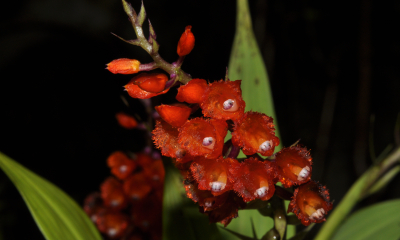 Elleanthus oliganthus