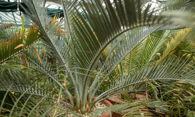 Cykas rodu Macrozamia v pěstebním zázemí.