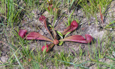 Sarracenia psittacina