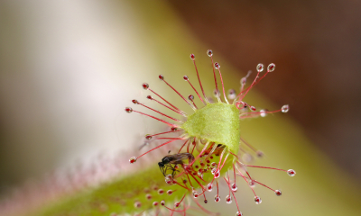 Drosera capensis
