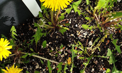 Taraxacum vindobonense