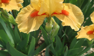 Iris barbata nana Gongolo