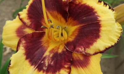 Hemerocallis hybr. Calico Jack