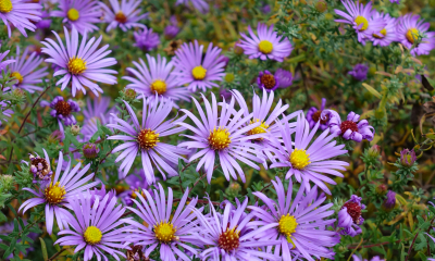 Aster oblongifolius