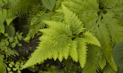 Selaginella pulcherrima