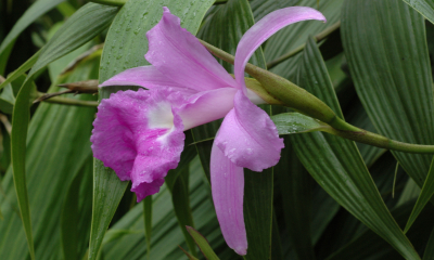 Sobralia macrantha