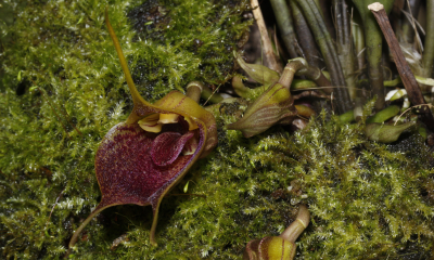 Masdevallia angulata je orchidejí mlžných horských lesů Kolumbie a severovýchodního Ekvádoru, kde roste na mechem pokrytých kamenech nebo na strmých stráních do výšky 2600 metrů nad mořem.