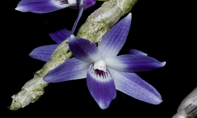 Dendrobium victoriae-reginae