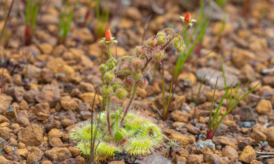 Drosera glanduligera