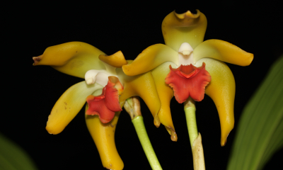 Sudamerlycaste cinnabarina