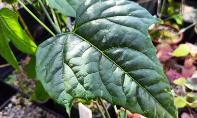 	Momordica cochinchinensis