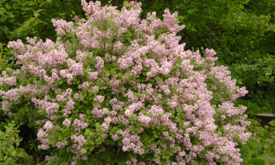 Syringa mayeri Palibin