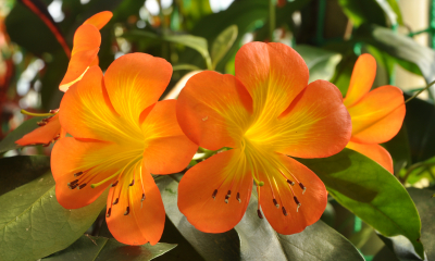 Rhododendron zoelerii