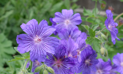 Geranium ibericum Sabani Blue