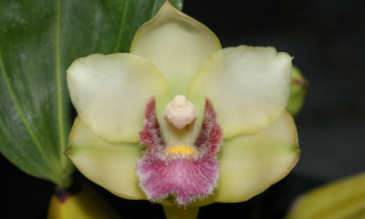 Bifrenaria harrisoniae