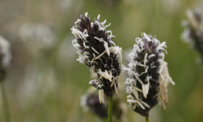 Sesleria heufleriana