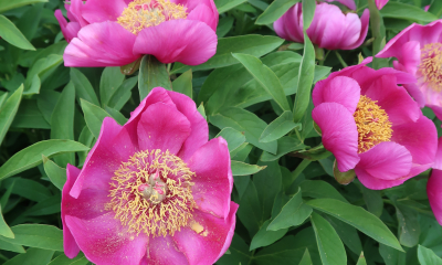 Paeonia banatica