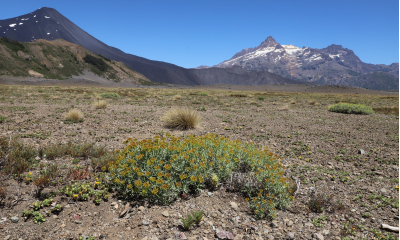 Vysokohorská polopouštní vegetace (1500 m n.m.) pod sopkou Volcán Antuco. V popředí miříkovitá rostlina Azorella prolifera.
