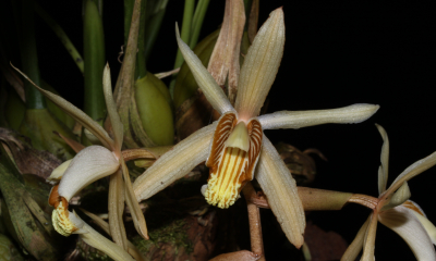 Coelogyne velutina