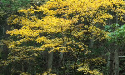 Barvící javor Shirasawanův (Acer shirasawanum) v horách nad Naganem