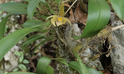 Orchidej Bulbophyllum