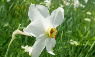 Narcis bílý (Narcissus poeticus)