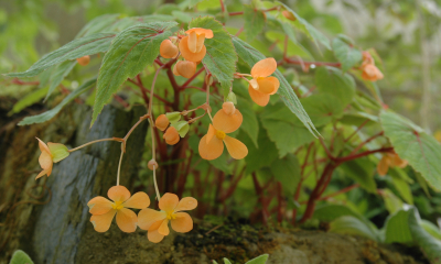 Begonia sutherlandii