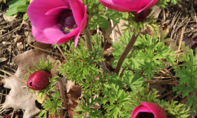 Anemone coronaria Sylphide