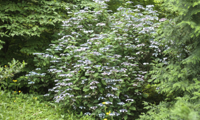 Hydrangea serrata