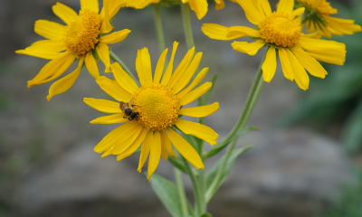 Helenium hoopesii