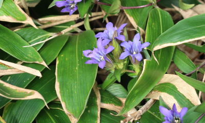 Gentiana sp.