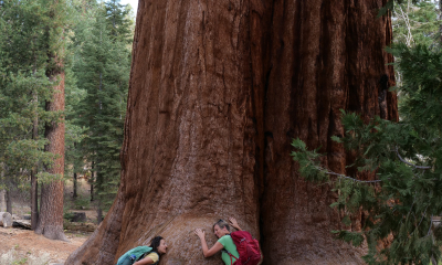 Sekvojovce obrovské (Sequoiadendron giganteum) v lokalitě Trail of 100 Giants v oblasti národního parku Sequoia v Kalifornii 
