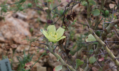 Sarcocaulon lheritieri 