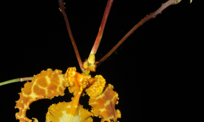 Psychopsis papilio