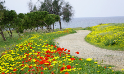 Díky bohaté vegetaci nabízí jarní Kypr nabízí na většině ostrova pestrou paletu barev