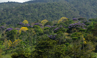 Výprava do Ekvádoru 2019. V amazonské nížině modře kvetly stromy rodu Jacaranda a žlute Cassia.