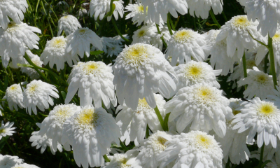 Leucanthemum