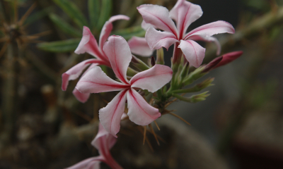 Pachyppodium succulentum